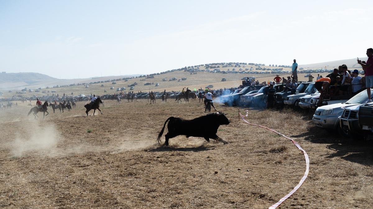 Encierro de campo celebrado en Moraleja del Vino el pasado domingo.