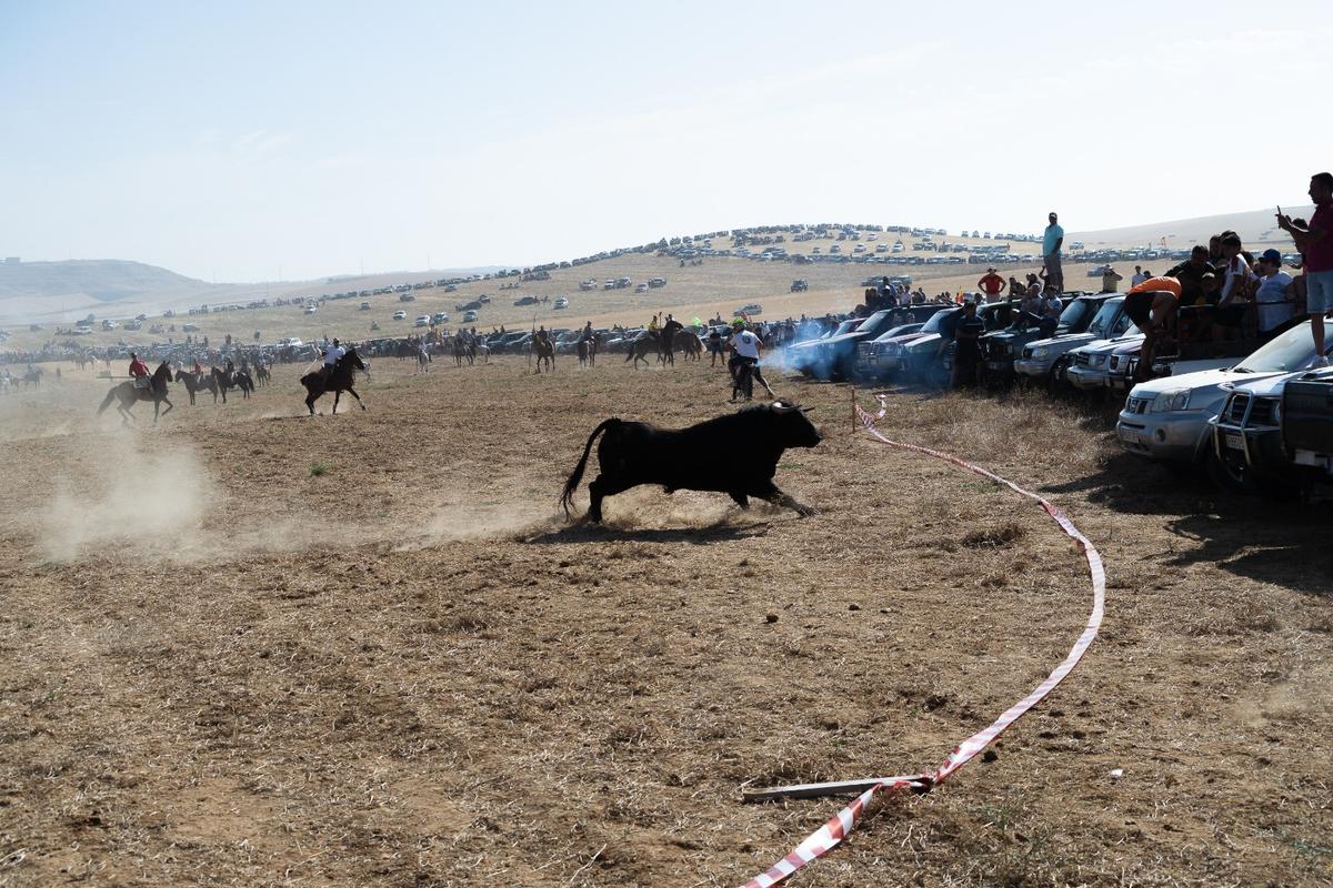 GALERÍA| Multitudinario encierro de campo en Moraleja del Vino GALERÍA| Multitudinario encierro de campo en Moraleja del Vino
