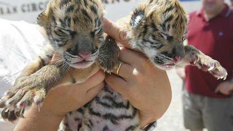 200 animales de circo podrían ser sacrificados en España