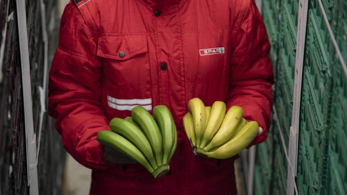 Plátanos de Canarias antes y después del proceso de maduración controlada