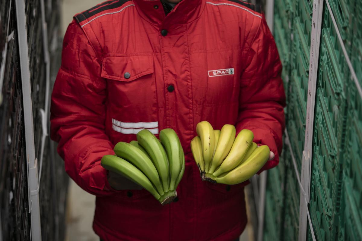 Plátanos de Canarias antes y después del proceso de maduración controlada
