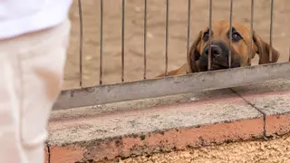 El número de animales sin hogar en Alicante sigue creciendo