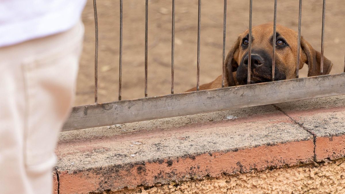 Los perros invisibles del albergue de Alicante: la eterna espera de Gabriela, Halcón, Granada y Corina