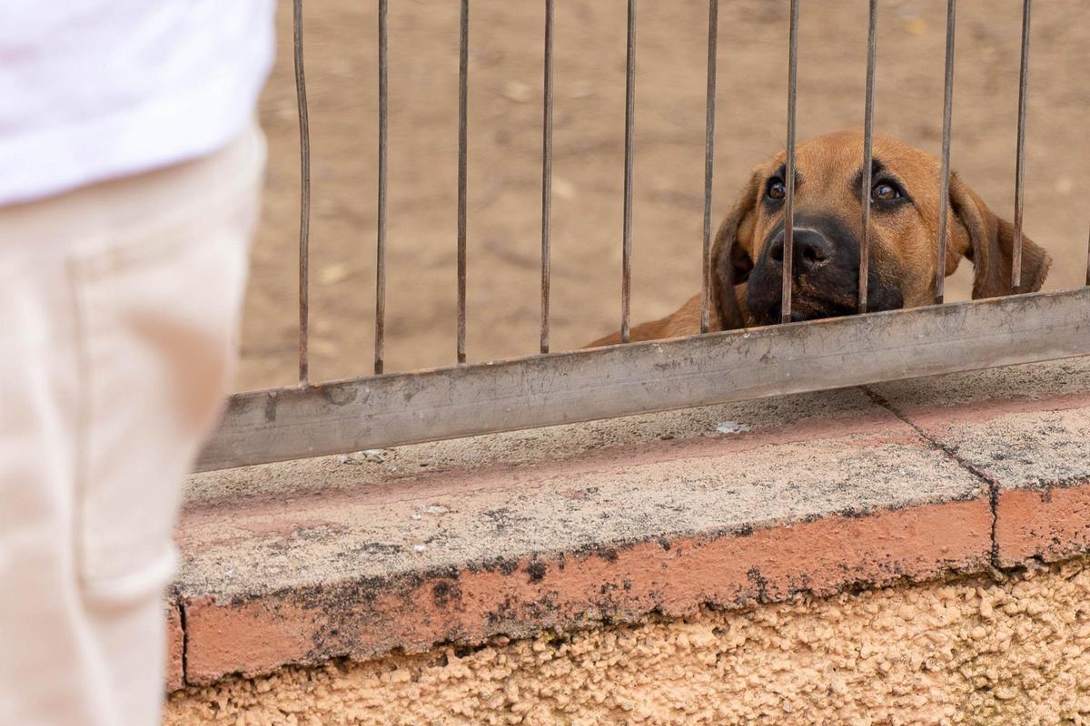 El número de animales sin hogar en Alicante sigue creciendo