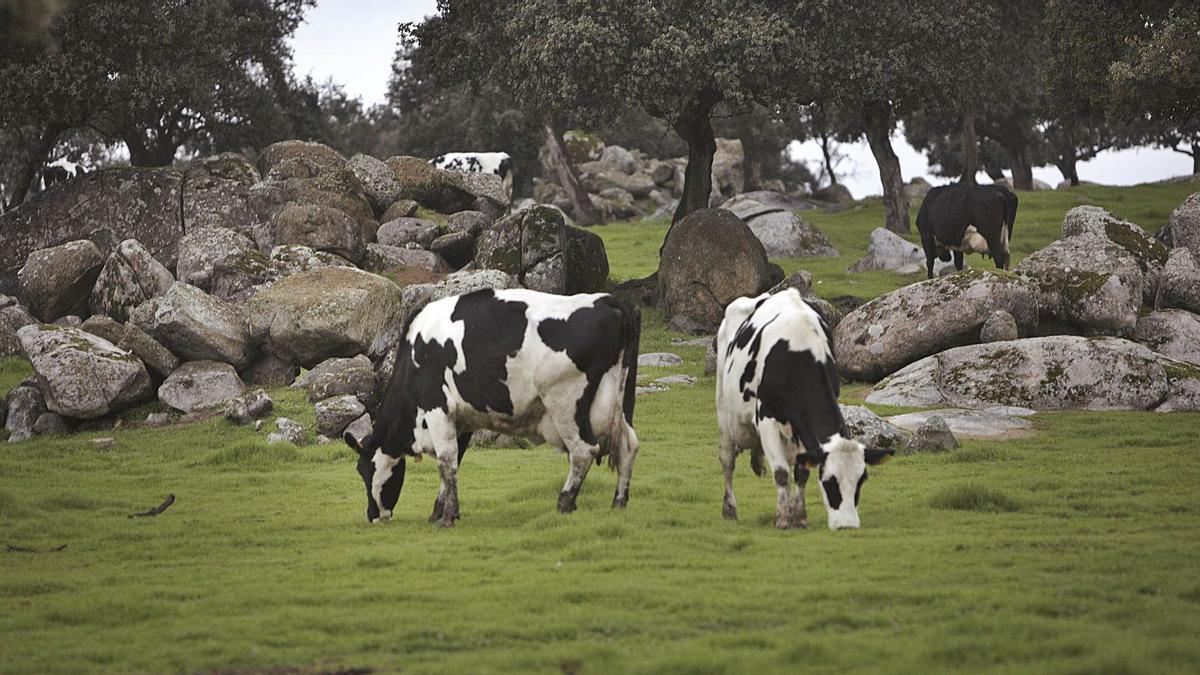 Explotación de vacuno de leche en la comarca de Los Pedroches.