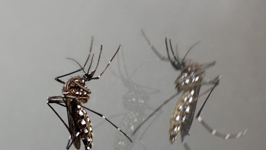 ¿Cuánto tiempo vive realmente un mosquito? La respuesta te sorprenderá