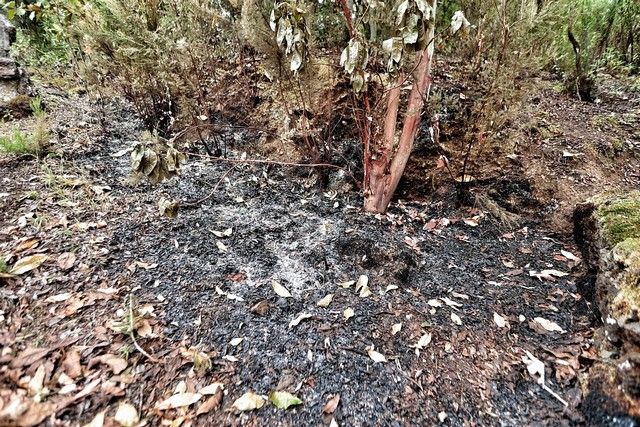 Zonas arrasadas por el incendio en el Norte de Tenerife