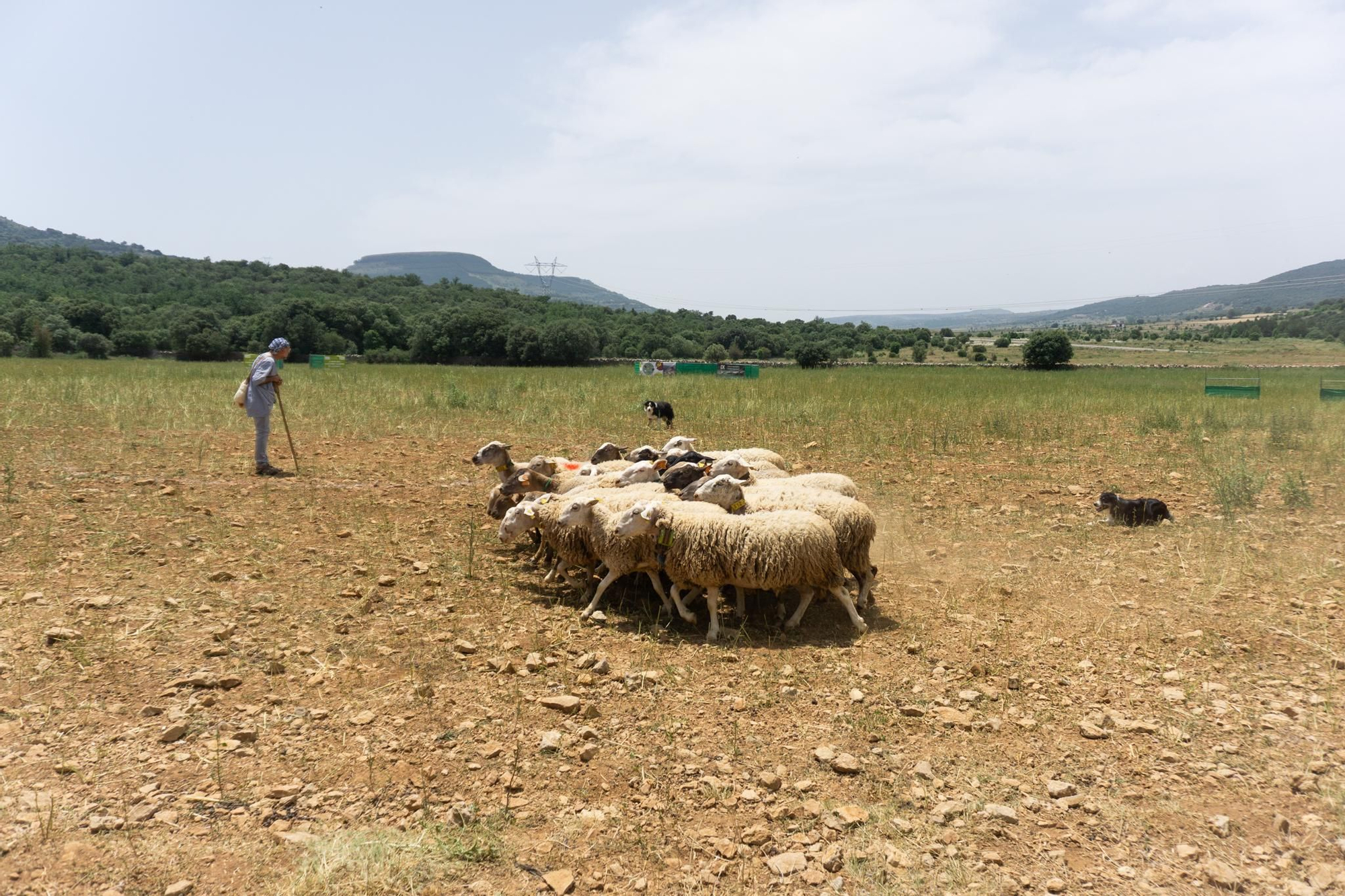 FOTOGALERÍA: Las imágenes del concurso de perros pastores de Ares del Maestrat