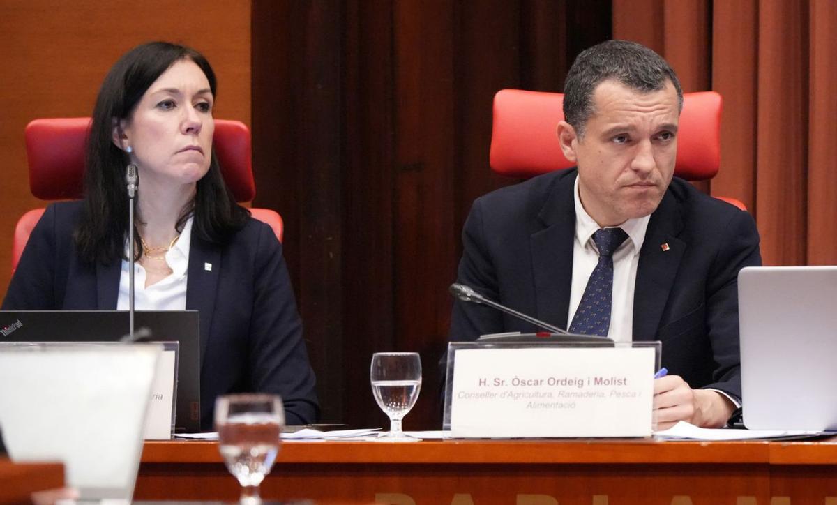 El Govern aixecarà les restriccions per pesta porcina en 79 municipis "en dies"