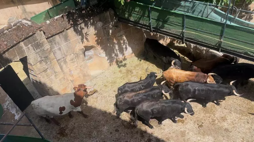 Vídeo | Los toros ya están en el chiquero