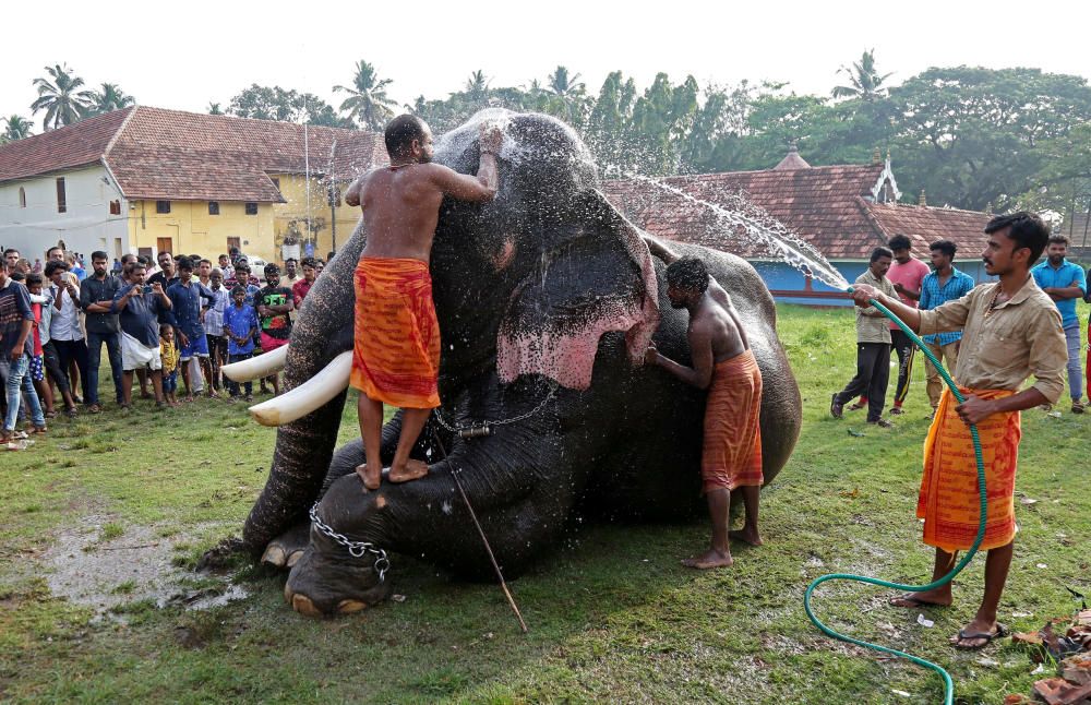 Varias personas bañan a un elefante en un templo en las afueras de Kochi, India.