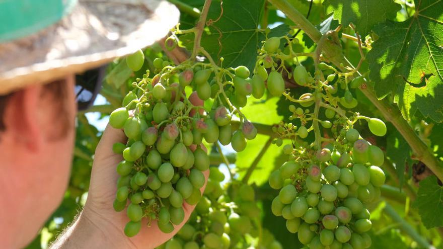 El granizo ocasiona daños de hasta el 40% en la cosecha de uva de mesa del Vinalopó