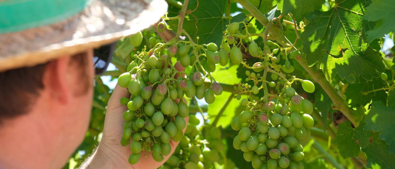 Un agricultor de Aspe mostrando los daños del granizo en un racimo de uva