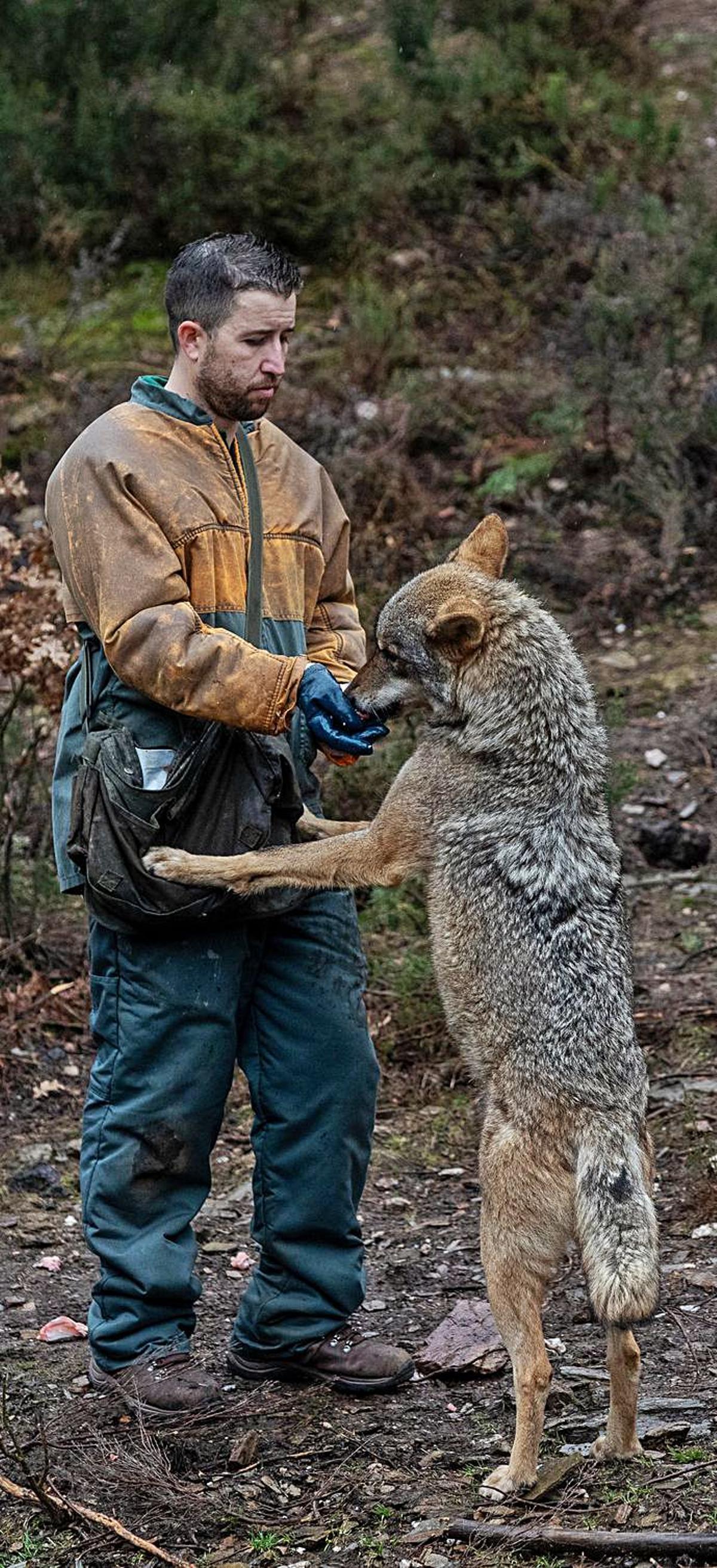 Los cuidadores, “lobos de dos patas”