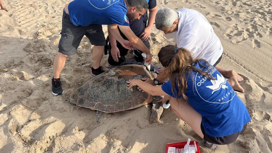 Fundació Oceanografic, UPV i  Policia Local en niu de Gandia.  Oceanogràfic | OCEANOGRÀFIC