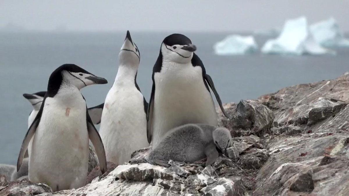 La población de pingüinos barbijo en la Antártida cayó hasta un 77% en los últimos 50 años
