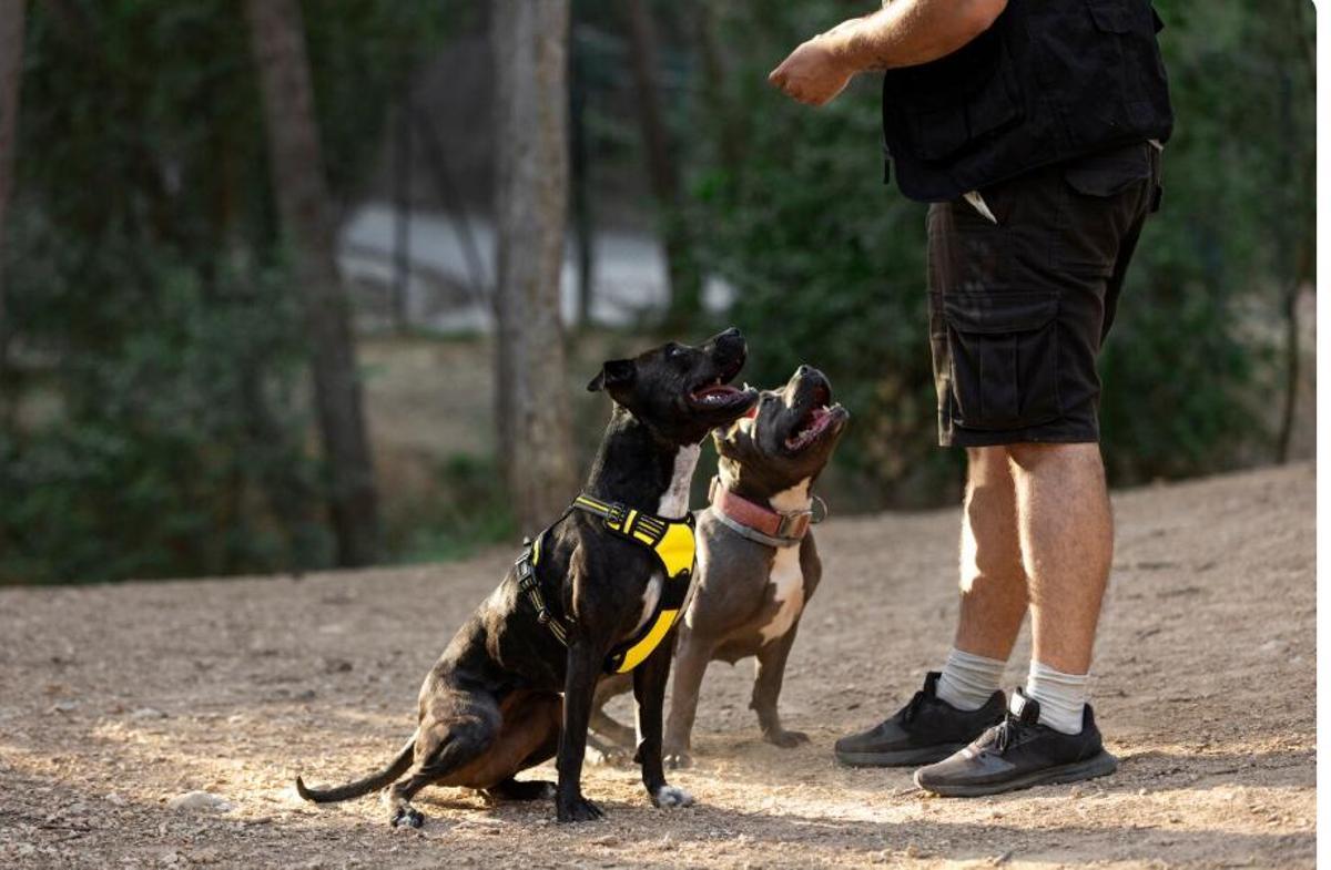 La normativa que regula els gossos potencialment perillosos