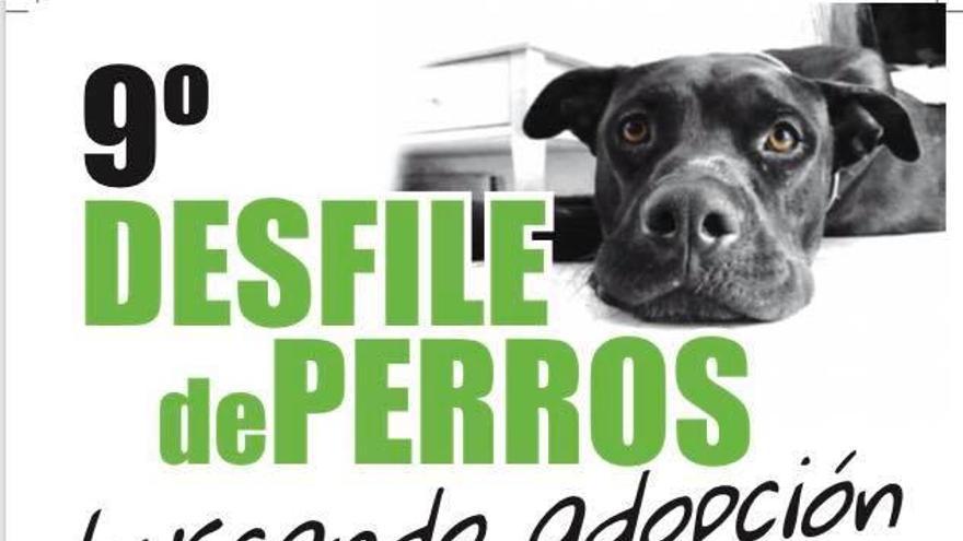 Peluditos de Son Reus organiza un desfile de 23 perros en busca de hogar
