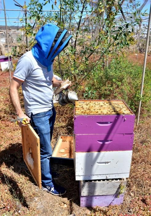 07/06/2018 EL CARACOL, TELDE. Colmenas de abejas ...