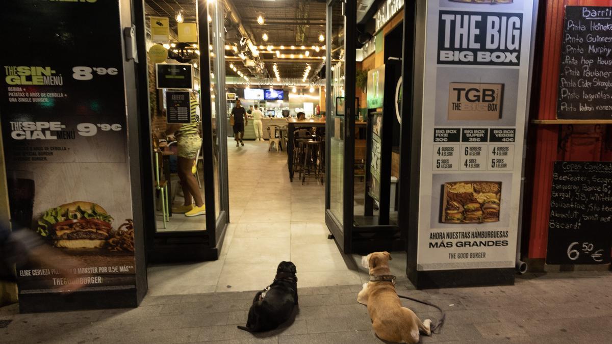 Dos perros esperan sentados en la puerta de un restaurante, en una foto de archivo.