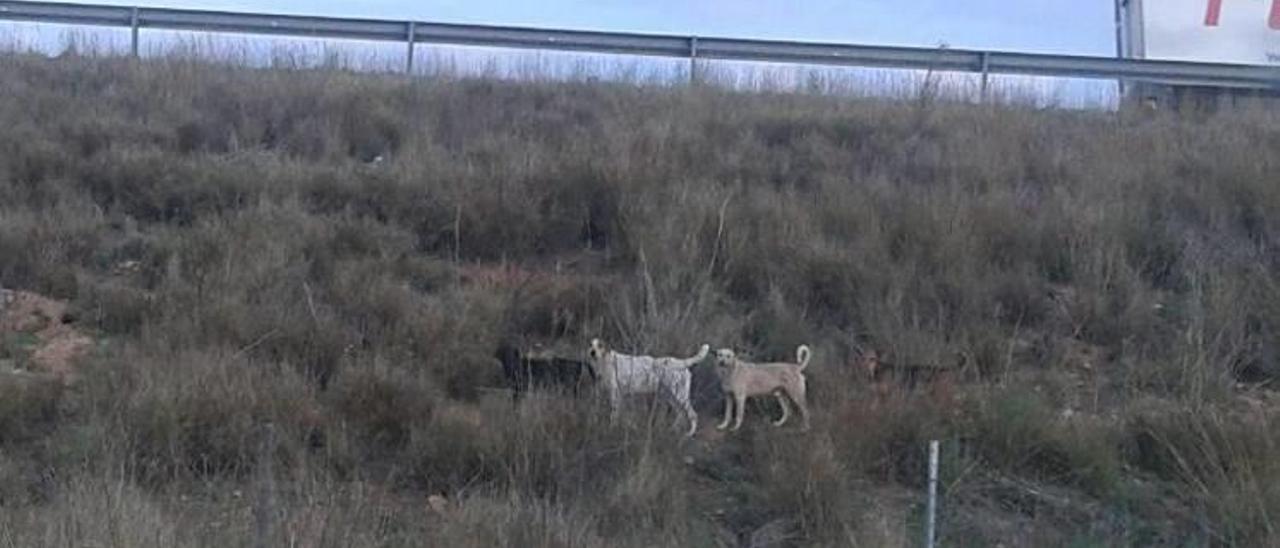 Parte de la manada, en las proximidades de la autopista AP-7.