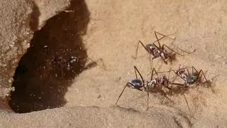 Cómo acabar con las hormigas: 10 trucazos para que no entren nunca en casa