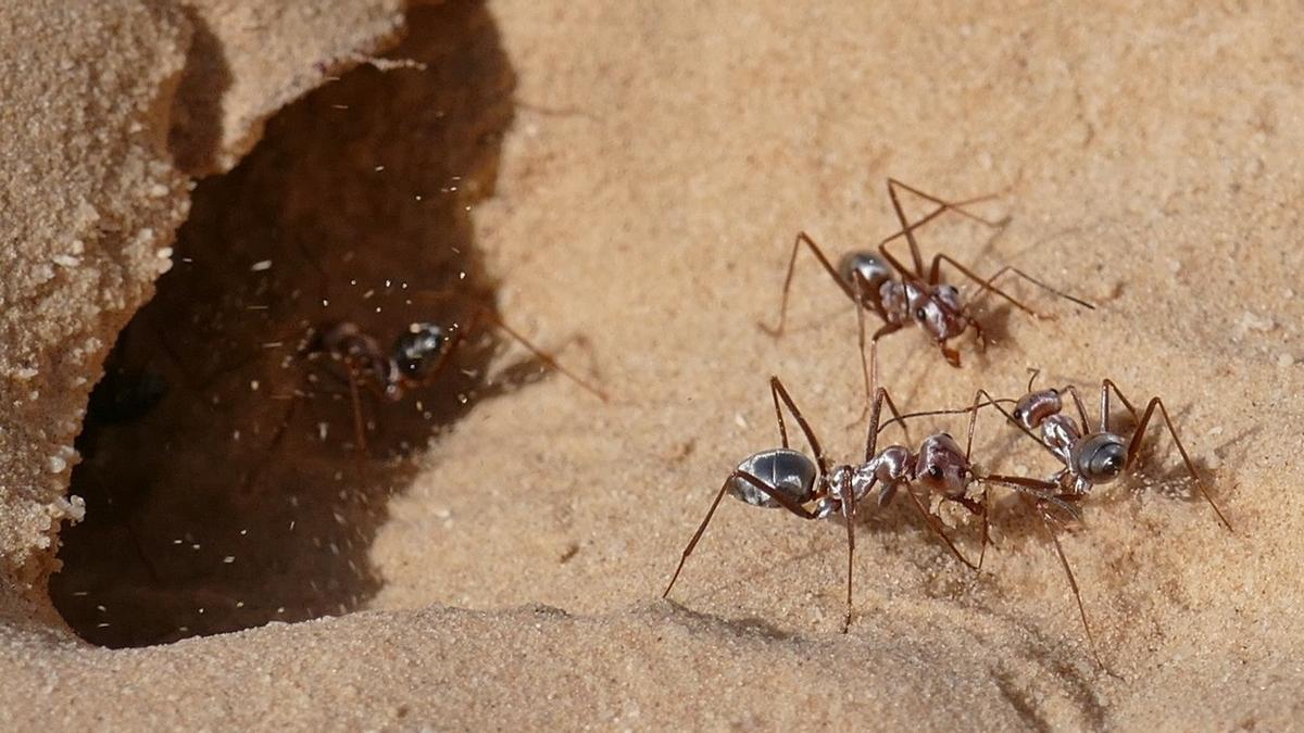 Un grupo de hormigas plateadas del Sáhara entran en su nido.