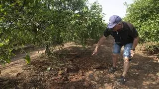 El abandono de campos en Sagunt dispara la fauna silvestre y los daños en los huertos