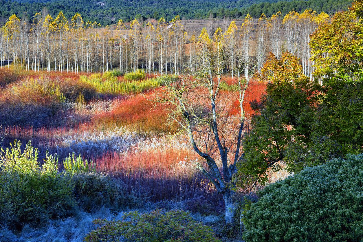 Mimbre crecido en el Parque Natural de la Serranía de Cuenca.