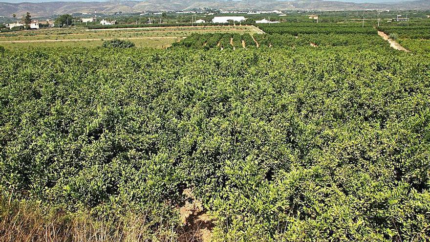 Terrenos de la partida de La Garrofera de Alzira. | VICENT M. PASTOR