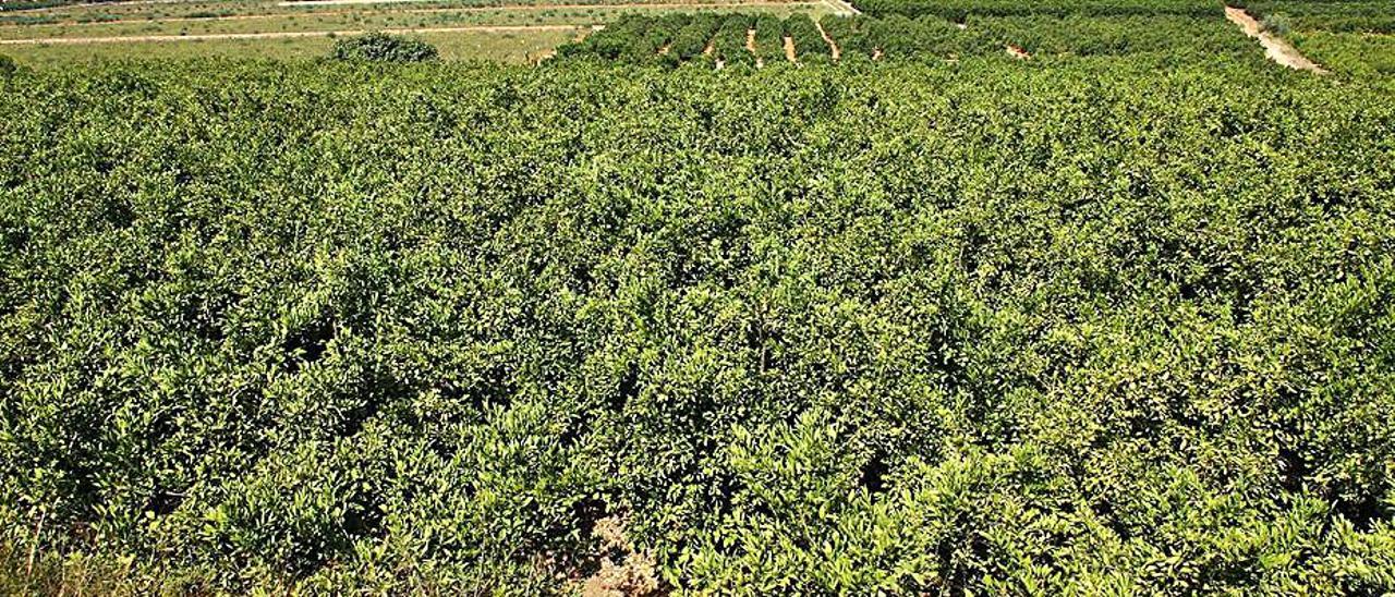 Terrenos de la partida de La Garrofera de Alzira. | VICENT M. PASTOR