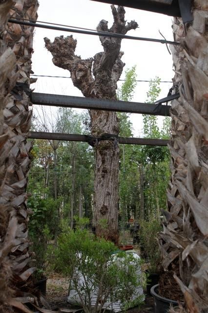 „Árboles de Mallorca“ bei Biniali: von den kleinen Pflanzen zu den großen Bäumen.