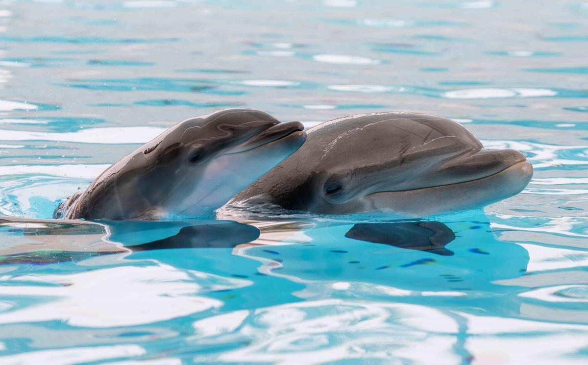 El diario 'The Wall Street Journal' señala que Irán estaría preparando a "delfines kamikaze" para usarlos en el estrecho de Ormuz.