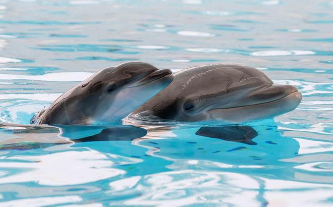 ¿Cuenta Irán con delfines kamikaze en el estrecho de Ormuz?