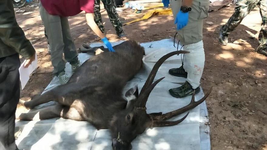 Hallan un ciervo muerto con siete kilos de basura en su estómago.