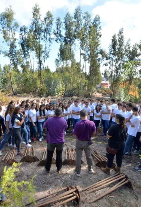 REPOBLACIÓN FORESTAL FONTANALES MOYA