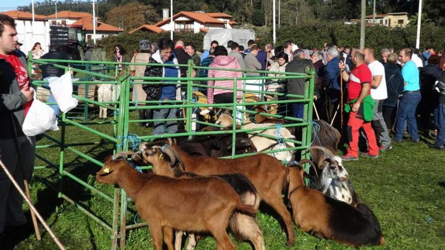 La Navidad sube el precio de corderos y cabritos en Posada