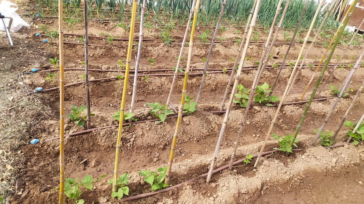 Fotogalería | Estas son las primeras frutas y verduras que recogen los adjudicatarios de Llera
