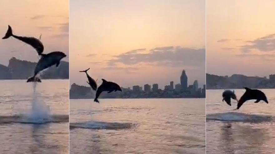 Espectacular imagen de varios delfines saltando sobre el mar frente a la playa de Benidorm