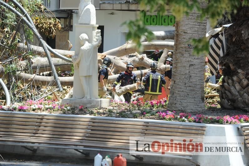 Cae parte del ficus de Santo Domingo en Murcia