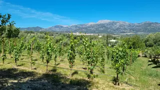 Las plagas y el clima marcarán una vendimia desigual en Mallorca