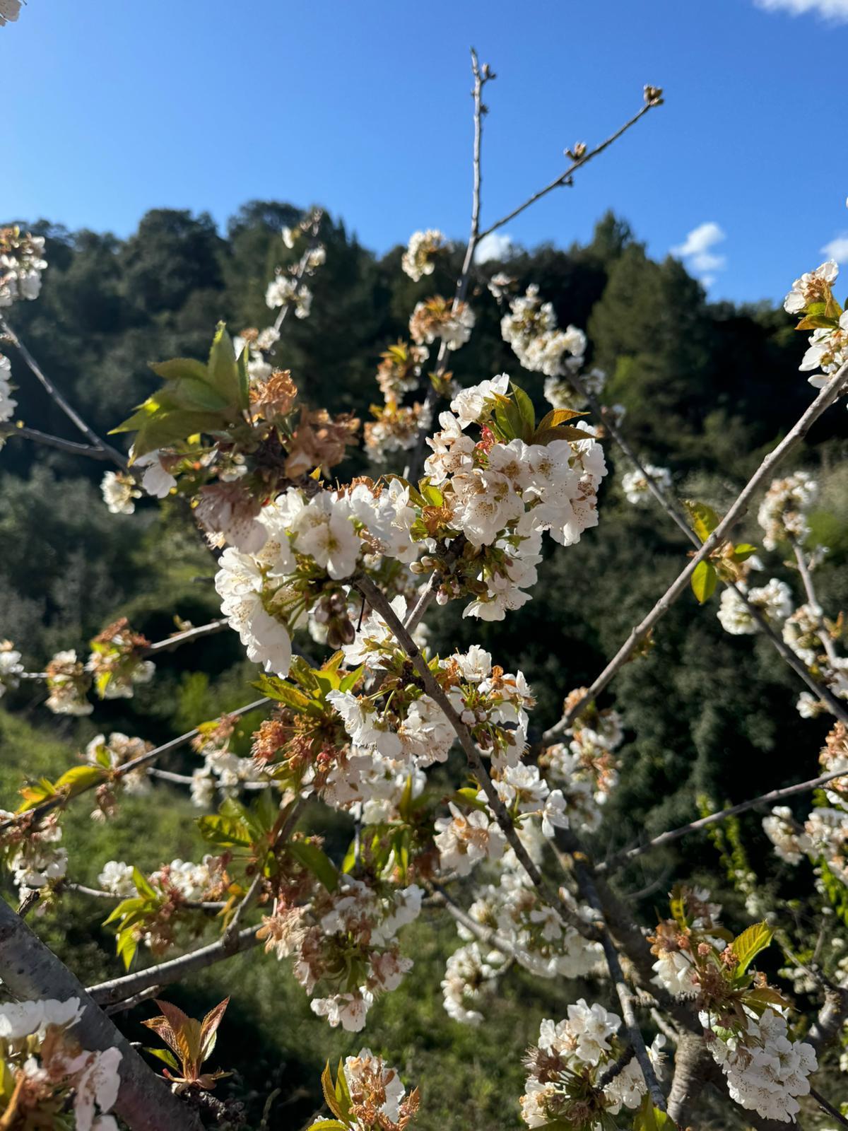 Florecen los cerezos: paisaje moteado de blanco en la Vall de Gallinera (imágenes)