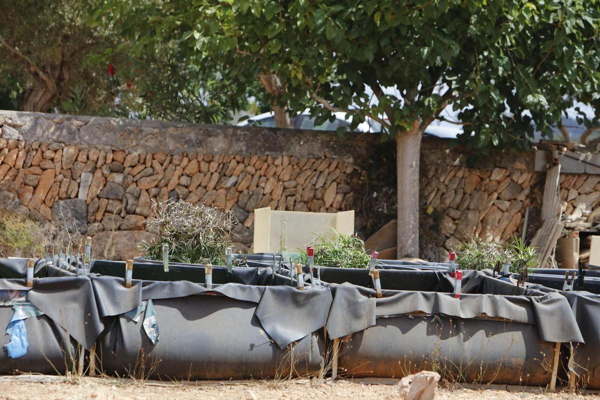 Juzgan a una pareja por tener en Mallorca el mayor criadero ilegal de tortugas de Europa