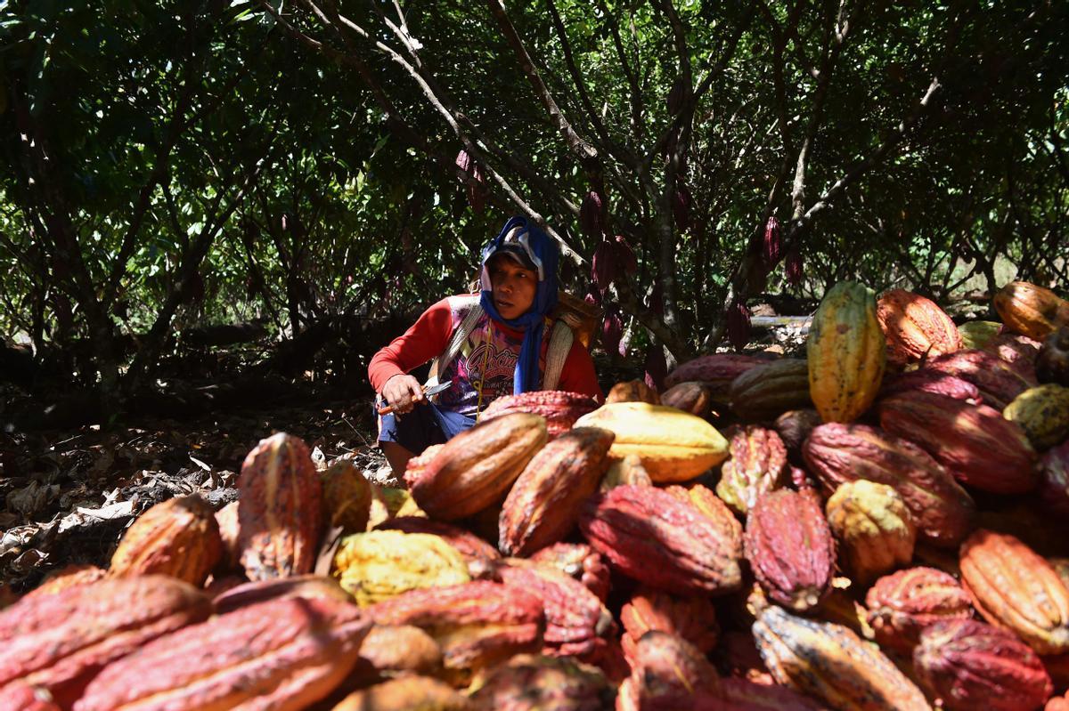 Desde hace diez años en Guerima, Colombia, los árboles de cacao reemplazan a los arbustos de coca en este departamento del tamaño de Guatemala, fronterizo con Venezuela. Está lejos de la bonanza que trajo el ingrediente principal de la cocaína, pero se ha convertido en una fuente estable de ingresos.