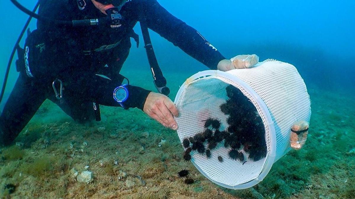 Los erizos crecerán las oquedades del fondo marino