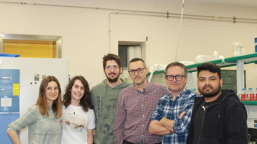 Microorganismos que salvan cosechas: así consigue la UMH de Elche que tomates y maíz resistan al cambio climático