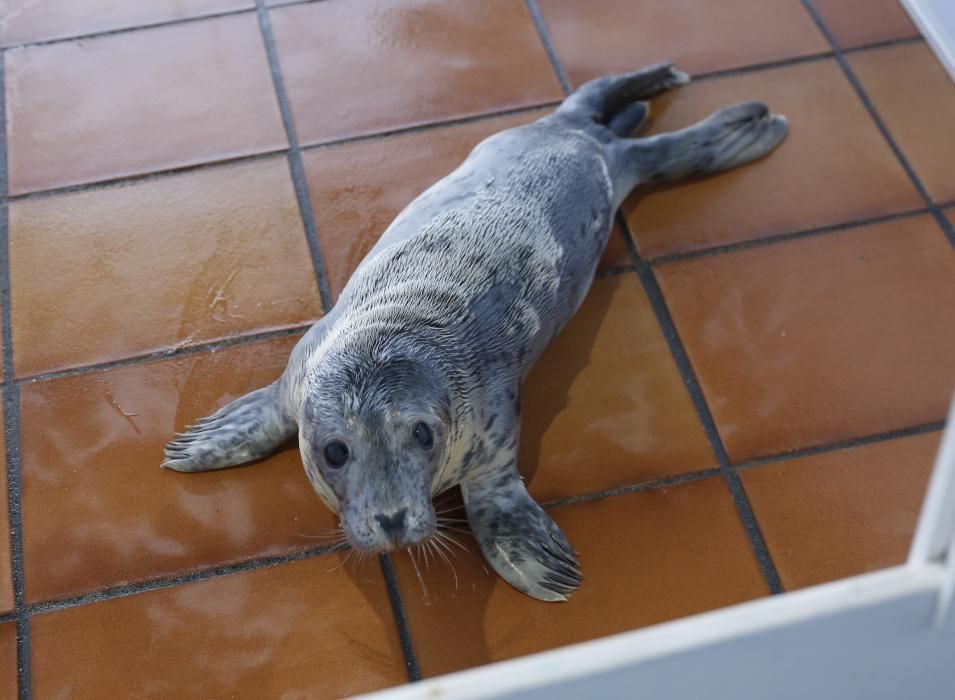 Recuperación del lobo marino varado en A Guarda