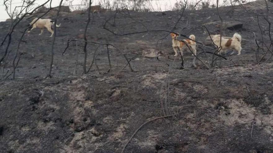 En A Curota siguen buscando animales muertos, heridos o extraviados tras el paso de las llamas. // FdV