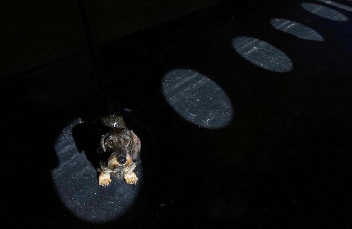 Les imatges més divertides del Crufts Dog Show