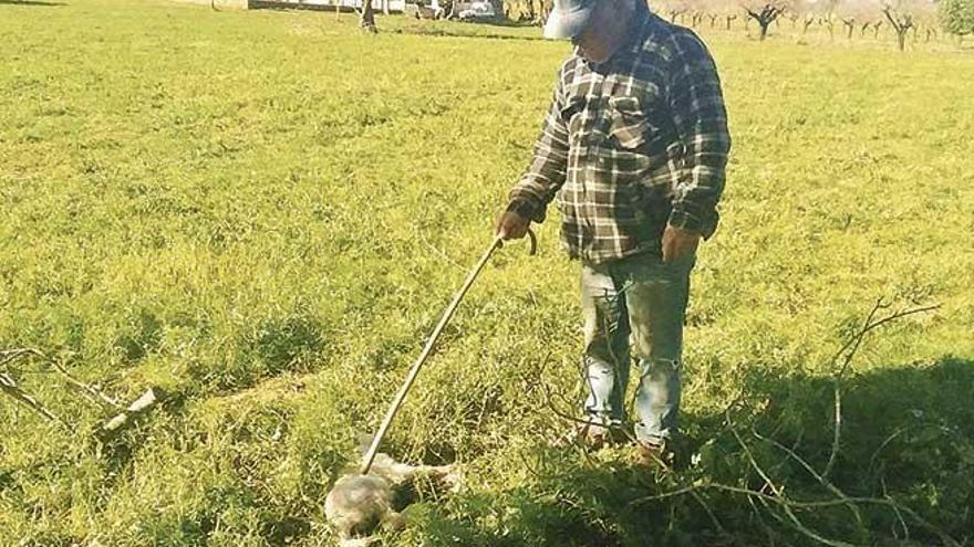 El ganadero Gabriel Amer, de la finca de Son Fiol, muestra un cordero muerto por los perros.